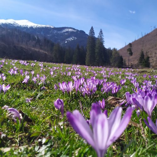 IMG_20230416_094226 Krokusy