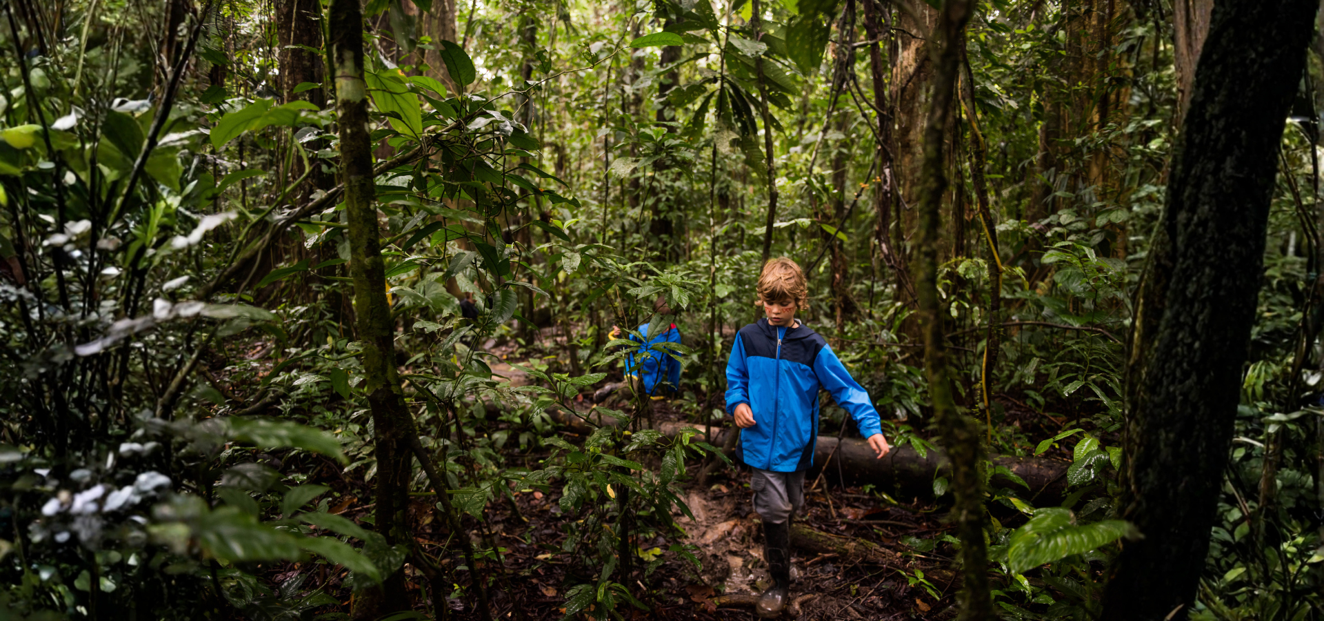 las – obraz las - obraz