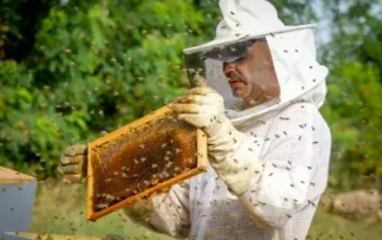 warsztaty-o-pszczolach